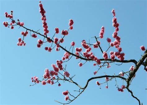 梅花風水|梅花花語和象徵意義